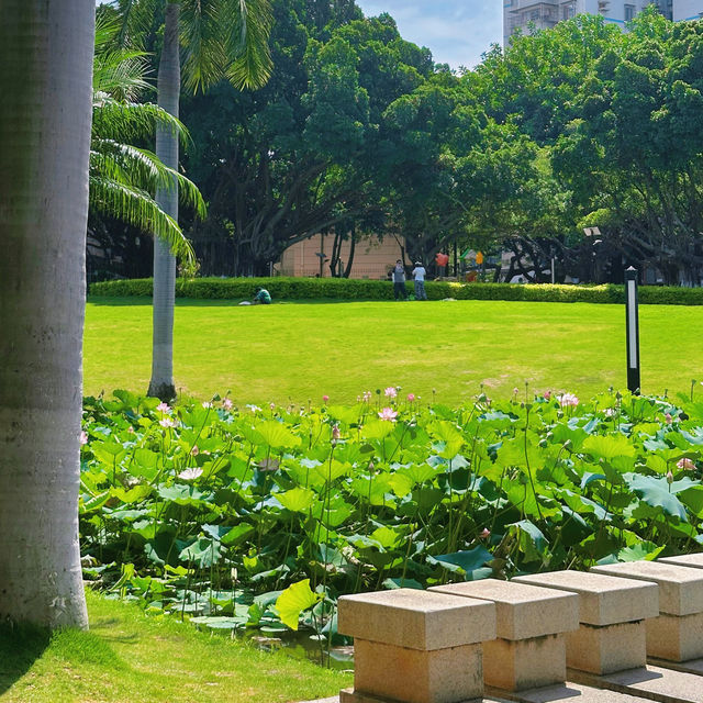 蓮花公園荷花季，在小區樓下就能賞荷