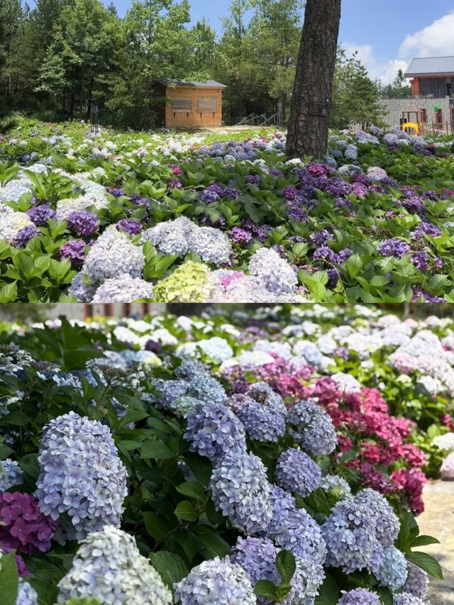雲端仙山藏秘境——遠安太平頂森林公園漫遊指南