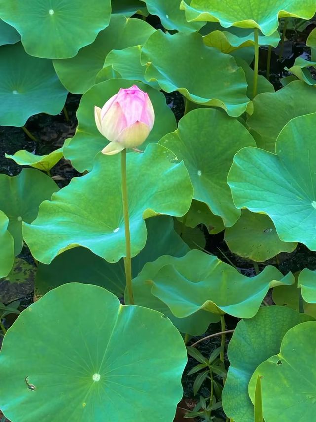 周邊好去處 白洋淀荷花季