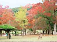 大阪奈良公園：與悠然鹿群共遊的千年古都秘境】**  