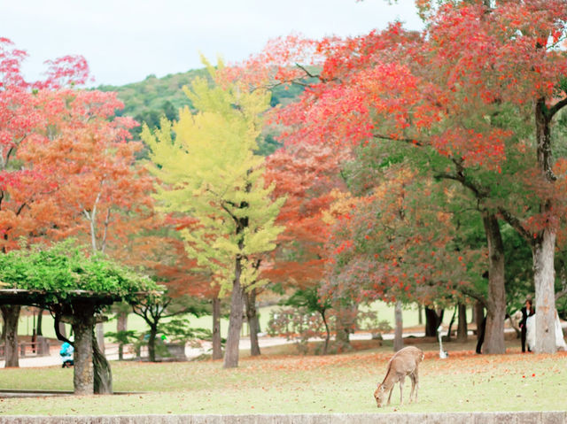 大阪奈良公園：與悠然鹿群共遊的千年古都秘境】**  