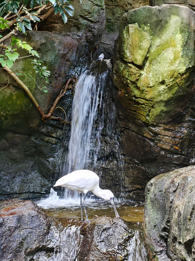 Taronga Zoo遊覽攻略