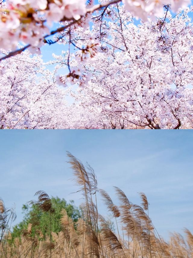 淄博周邊遊|邂逅文昌湖的浪漫與寧靜