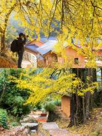 吉安萬安秋季|深山古村追銀杏