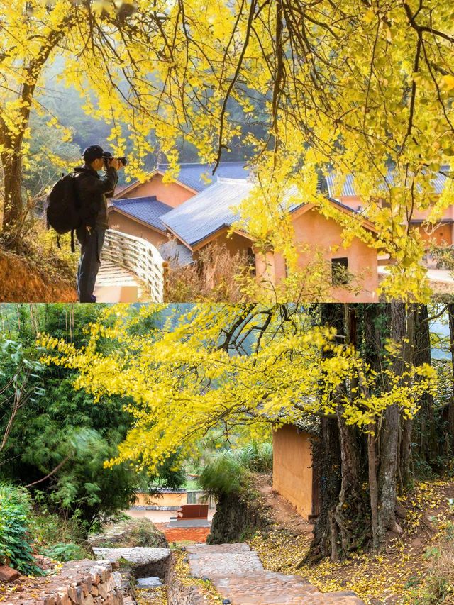 吉安萬安秋季|深山古村追銀杏 吉安萬安秋季|深山古村追銀杏
