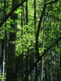 溧陽南山竹海交通門票拍照攻略附地圖