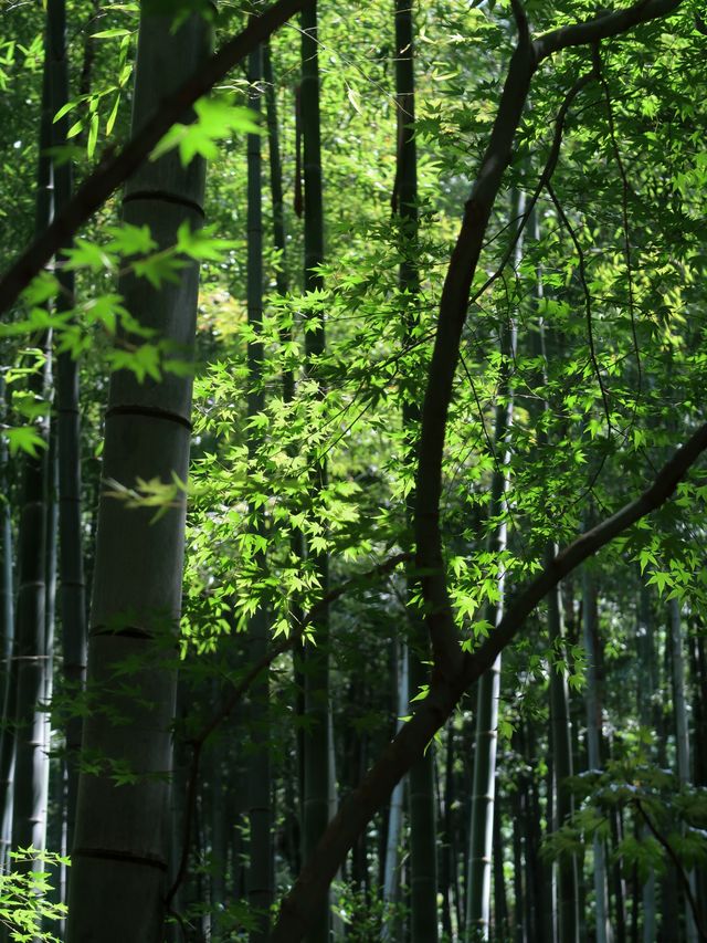 溧陽南山竹海交通門票拍照攻略附地圖