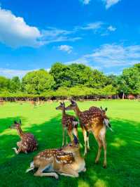 南京長生鹿苑攻略：免費進園+出片技巧，治癒感拉滿