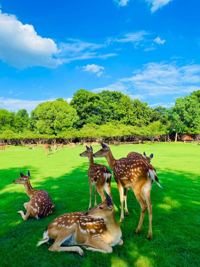 南京長生鹿苑攻略：免費進園+出片技巧，治癒感拉滿