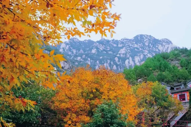 The Phoenix Ridge Red Leaf Colorful Feast Begins
