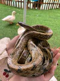 春城動物園奇遇記！20元看遍500種神奇動物！