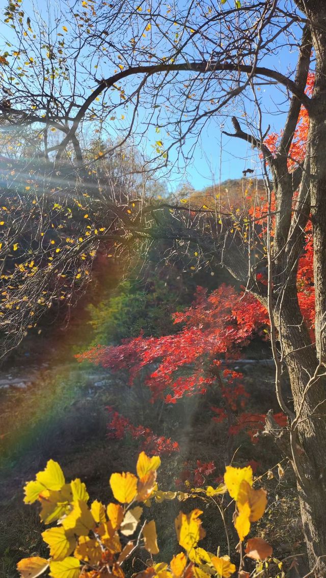 遼寧私藏的賞楓寶地！響水寺原始秋色驚豔整個十月