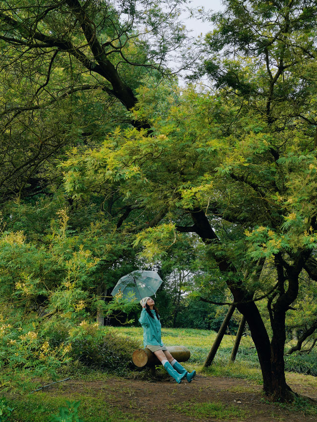 在成都！！唯一想去無數次的森林公園！！！