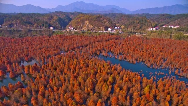 青龍灣紅杉林最佳觀賞期
