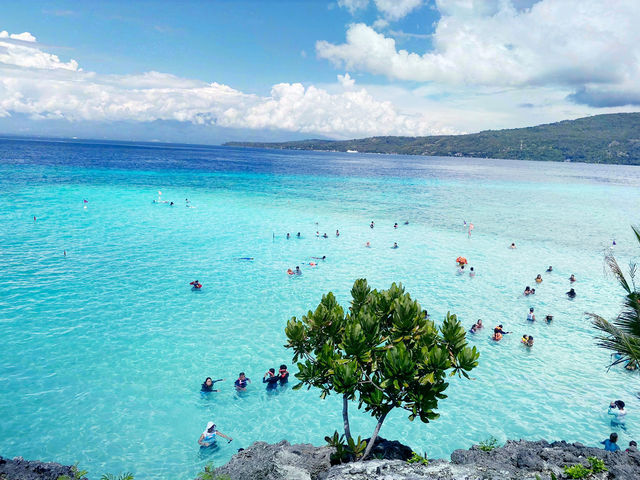🌊 宿霧｜與鯨鯊共游的那片湛藍記憶