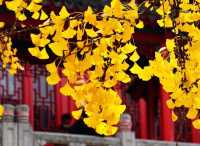 藏在鬧市的百年古寺，毗盧寺的寧靜與厚重，遠比想像中更動人