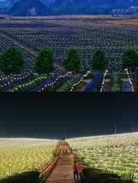 【南寧周邊1h】在廣西，發現一片掉落地上的星星