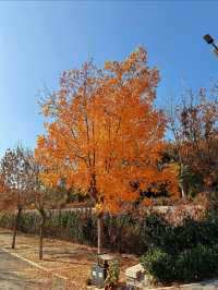 秋日漫步唐冶山公園