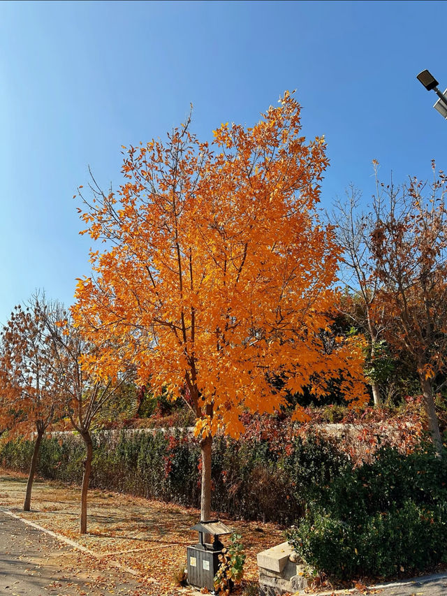 秋日漫步唐冶山公園