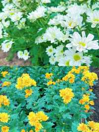 淮安白馬湖公園的菊花展