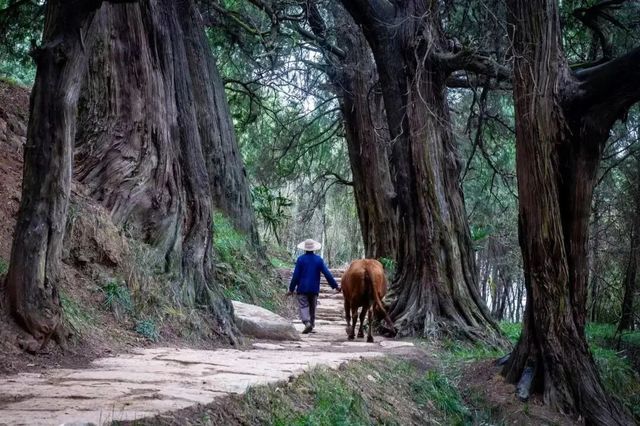【廣元4天3晚攻略】5K預算玩轉劍門蜀道!雙人治癒系旅行 【廣元4天3晚攻略】5K預算玩轉劍門蜀道!雙人治癒系旅行