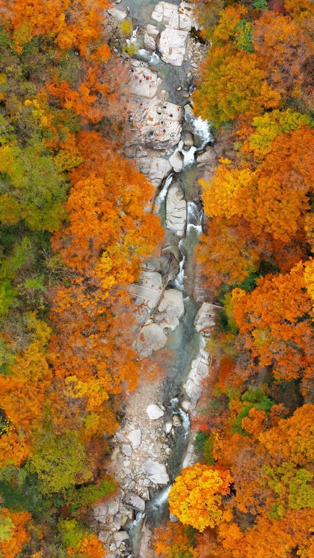 【米倉山國家森林公園全旅行攻略】闖入秦巴山區的「紅葉王國」! 【米倉山國家森林公園全旅行攻略】闖入秦巴山區的「紅葉王國」!