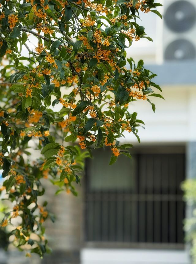 雨中桂花更芬芳 雨中桂花更芬芳