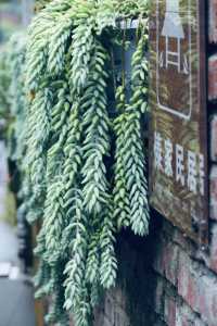 闖入雨林秘境探索千年曼丟古寨，傣家風情拍不停