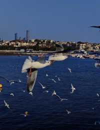 青島·冬日鷗語