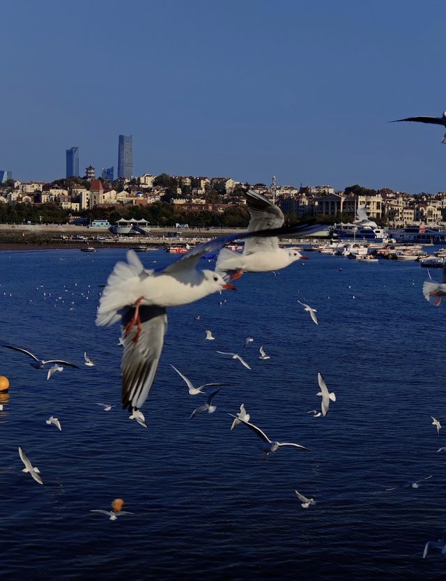 青島·冬日鷗語