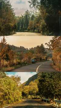 新昌,回山秋景已經藏不住了快衝呀