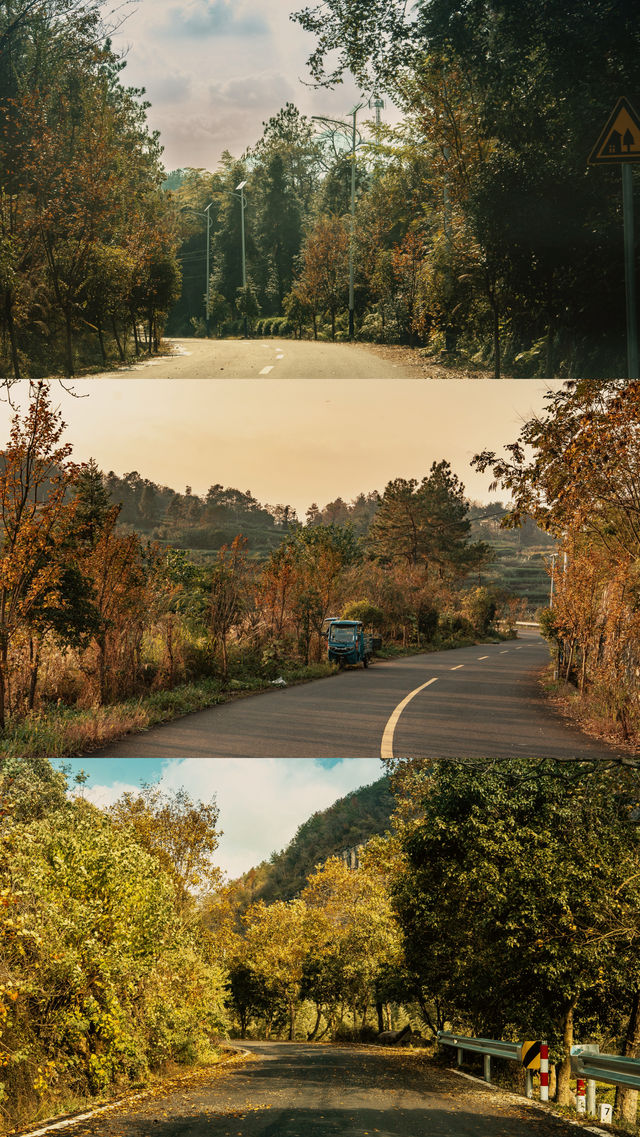 新昌,回山秋景已經藏不住了快衝呀 新昌,回山秋景已經藏不住了快衝呀
