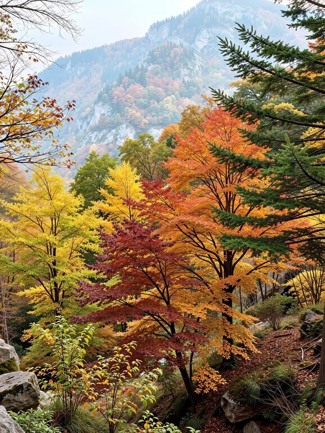 密雲小眾紅葉秘境人少景美還免費！