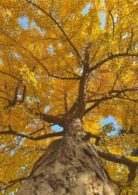 落葉、靜謐與時光感