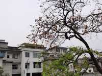 令人驚艷的賞秋之地——中國甜柿第一村