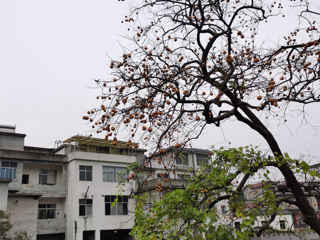 令人驚艷的賞秋之地——中國甜柿第一村 令人驚艷的賞秋之地——中國甜柿第一村