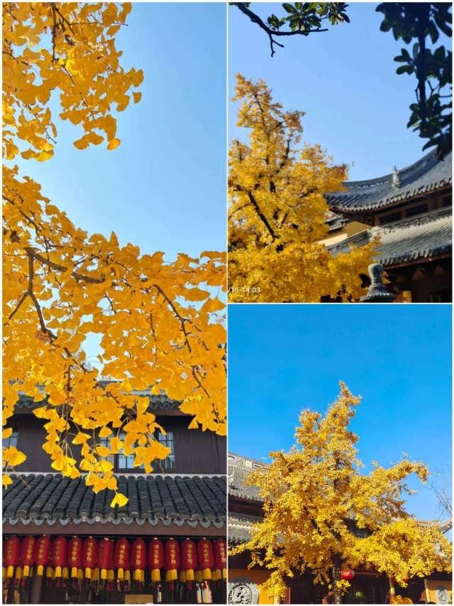 魔都銀杏天花板龍華寺這棵千年古樹美到封神，錯過再等一年！｜Trip.com