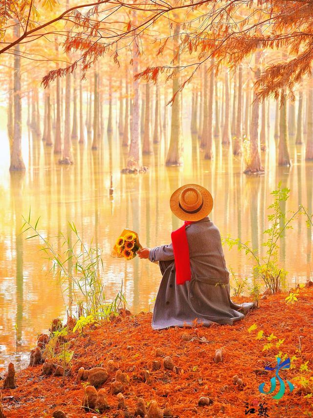 11月限定洪澤湖濕地水杉紅了無人機實拍真殺瘋了 11月限定洪澤湖濕地水杉紅了無人機實拍真殺瘋了