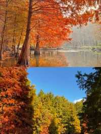 一句梧桐美，種滿南京城