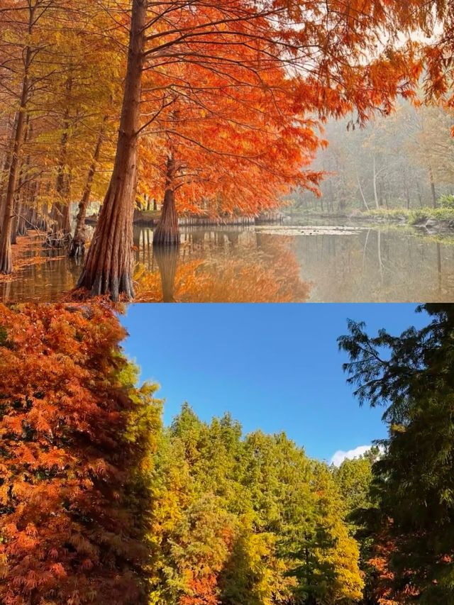 一句梧桐美，種滿南京城