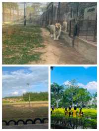 《廣東隱藏的「遛娃天堂」！20元和海獅貼臉殺，78元玩遍動物