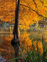 這不是燕雀湖這簡直是大自然的油畫