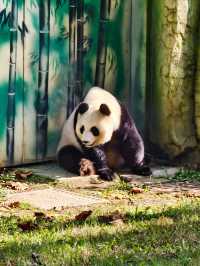 南京動物們的伊甸園——紫清湖野生動物世界