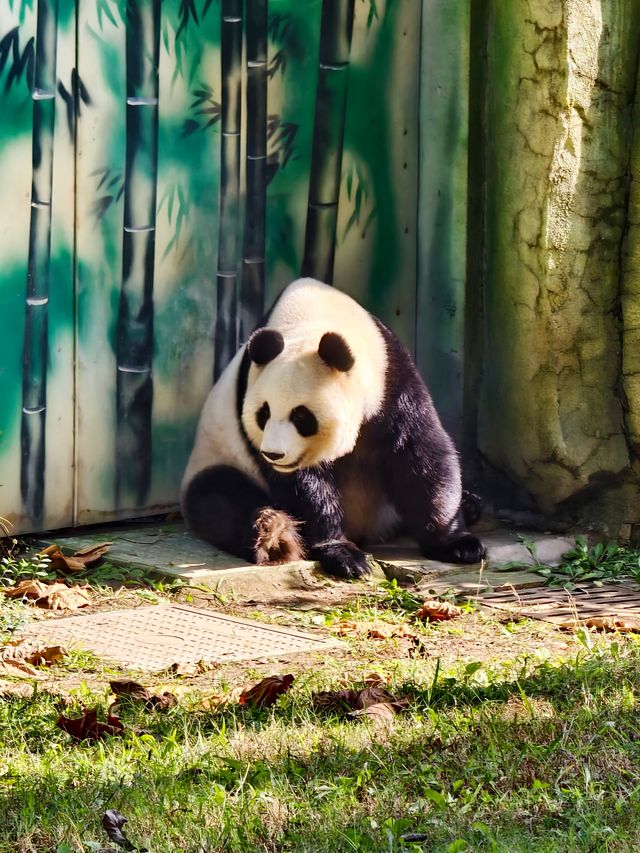 南京動物們的伊甸園——紫清湖野生動物世界