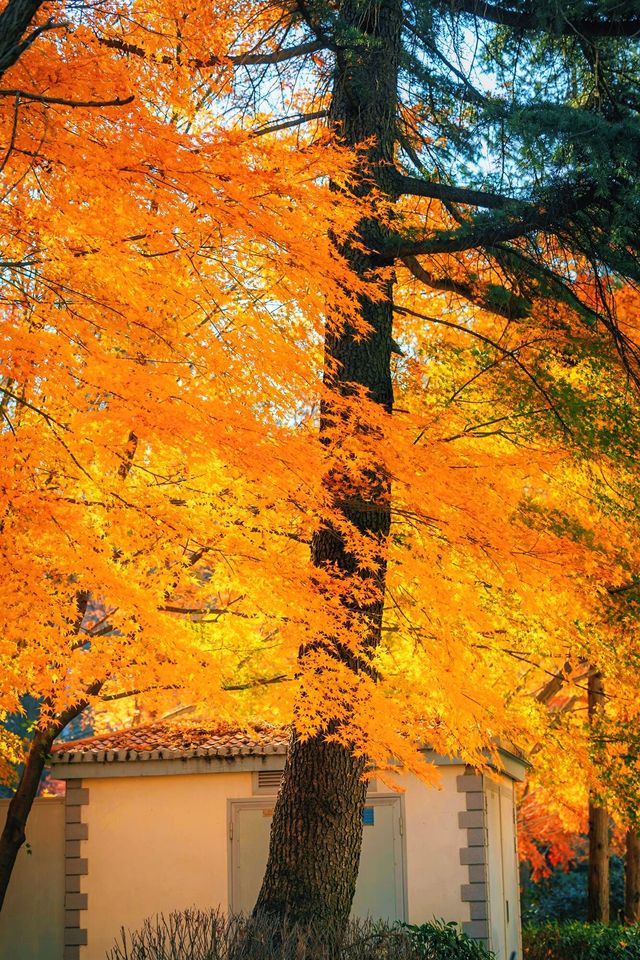 賞楓必去小眾秘境