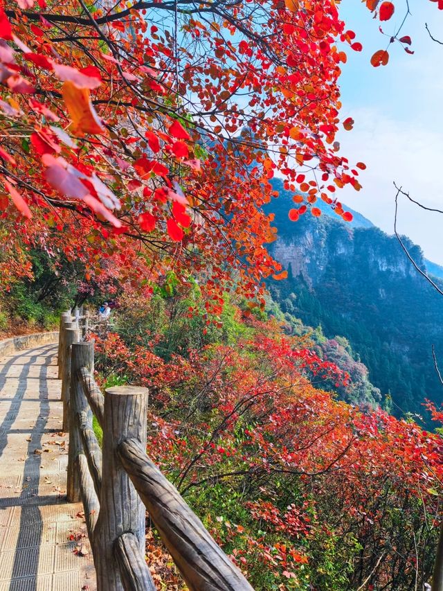 三峽之巔徒步｜紅葉季漫山紅遍絕美超治癒