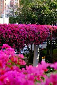 廣州冬日限定|全城最美的粉紅色三角梅花海打卡點