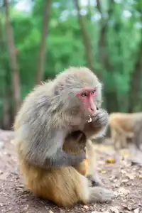 西昌瀘山.半日徒步爬山登頂全攻略