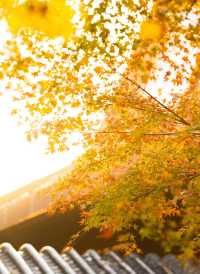 武漢人的私藏拍照聖地堤角公園邂逅初冬浪漫