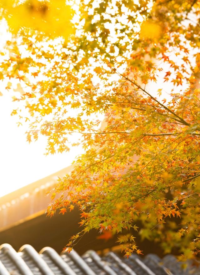 武漢人的私藏拍照聖地堤角公園邂逅初冬浪漫